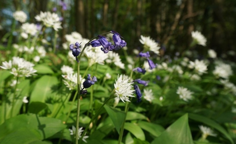 Image - Bluebells and wild garlic in flower